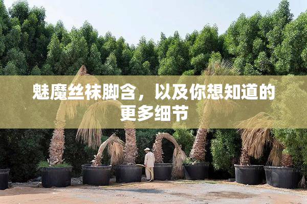 魅魔丝袜脚含，以及你想知道的更多细节