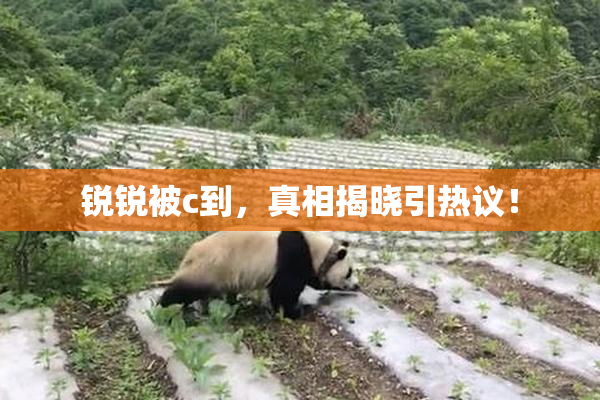 锐锐被c到，真相揭晓引热议！