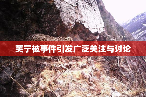 芙宁被事件引发广泛关注与讨论