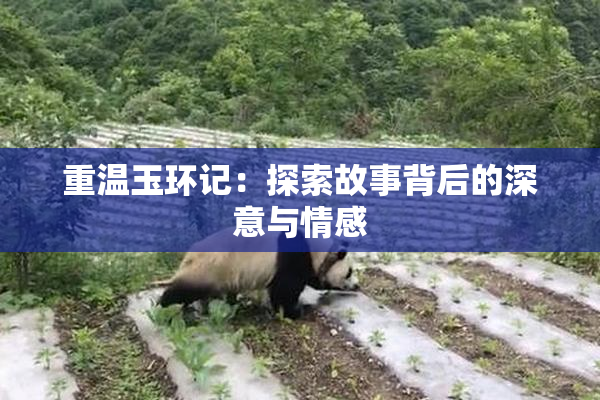 重温玉环记：探索故事背后的深意与情感
