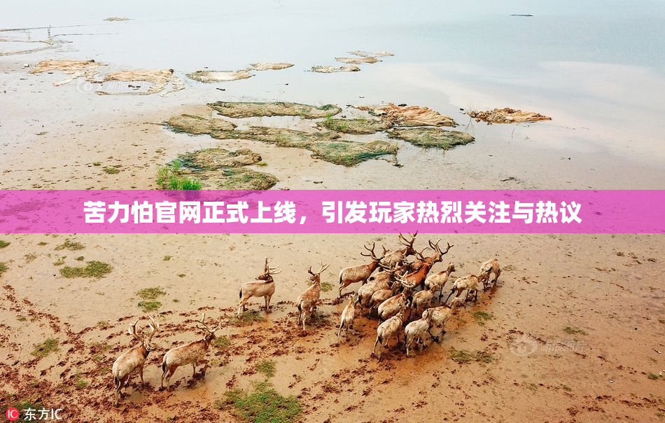 苦力怕官网正式上线，引发玩家热烈关注与热议
