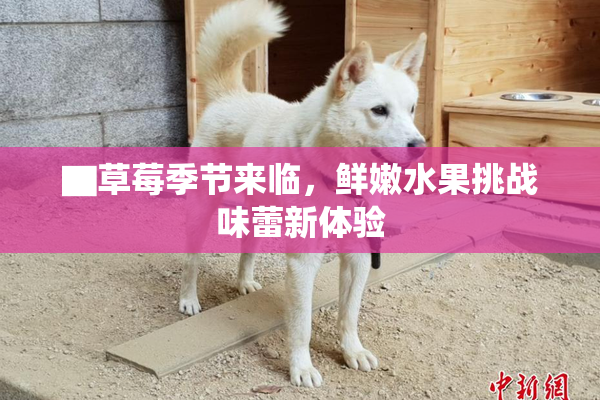 ▇草莓季节来临，鲜嫩水果挑战味蕾新体验