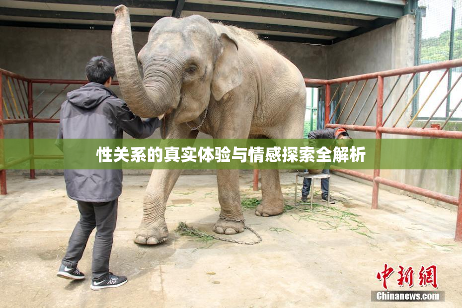 性关系的真实体验与情感探索全解析