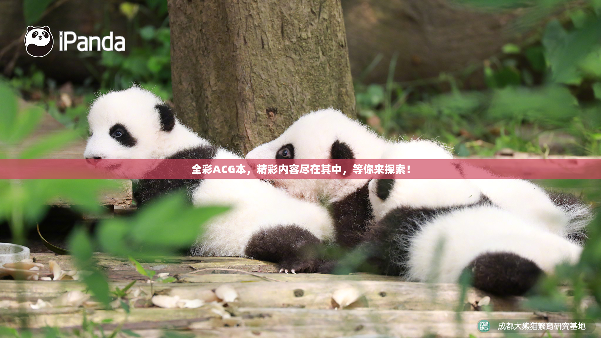 全彩ACG本，精彩内容尽在其中，等你来探索！