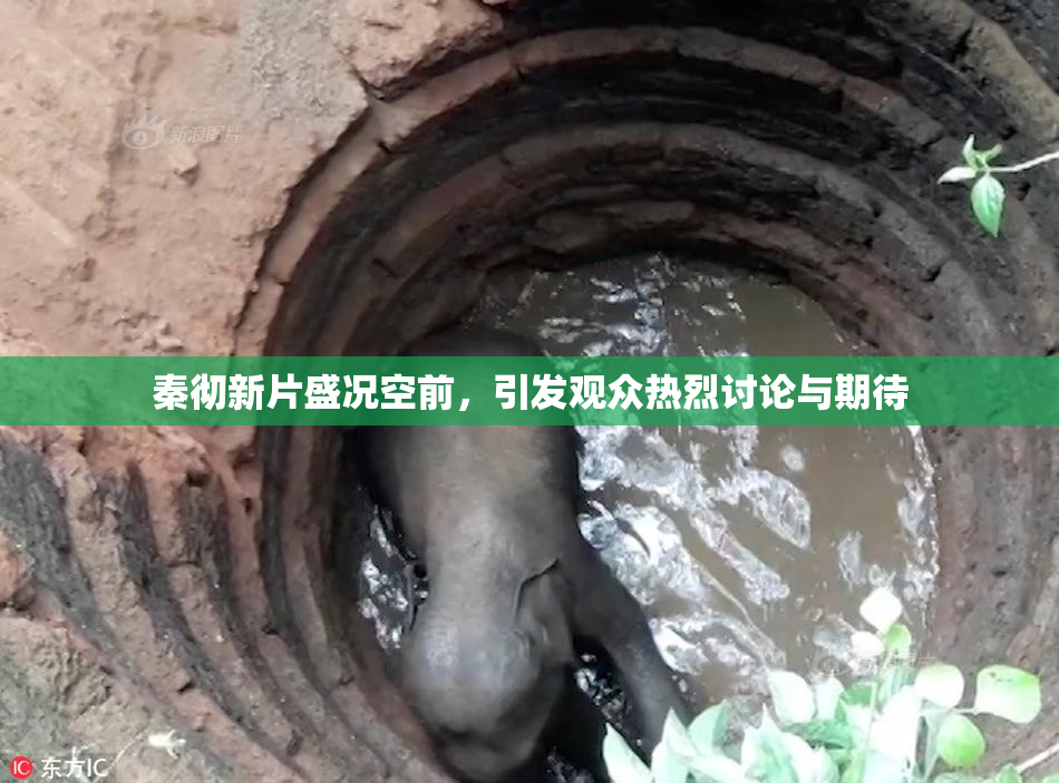 秦彻新片盛况空前，引发观众热烈讨论与期待