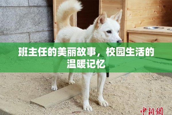 班主任的美丽故事，校园生活的温暖记忆