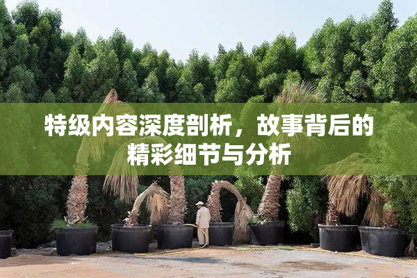 特级内容深度剖析，故事背后的精彩细节与分析