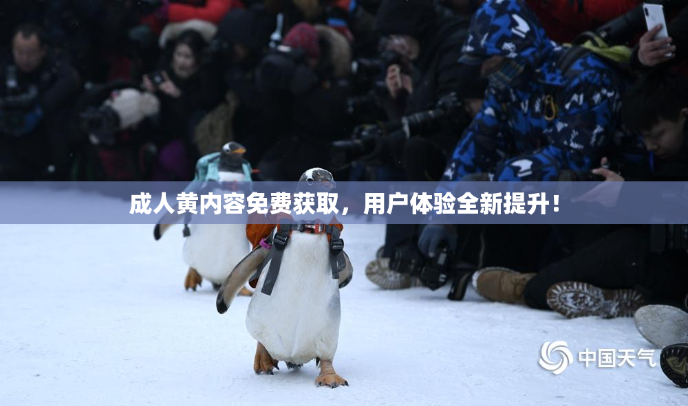 成人黄内容免费获取，用户体验全新提升！