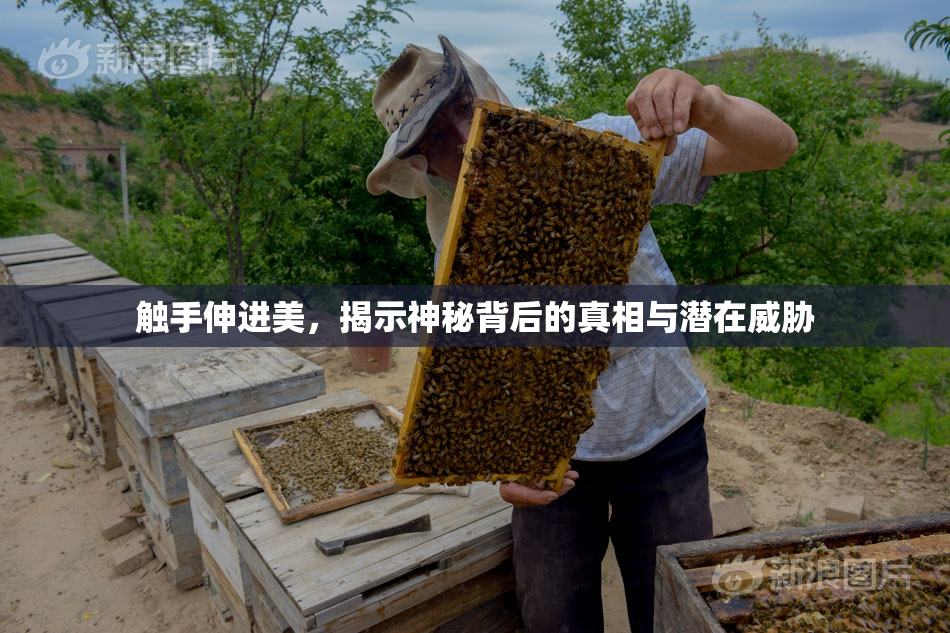触手伸进美，揭示神秘背后的真相与潜在威胁