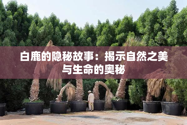 白鹿的隐秘故事：揭示自然之美与生命的奥秘