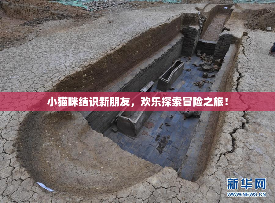 小猫咪结识新朋友，欢乐探索冒险之旅！