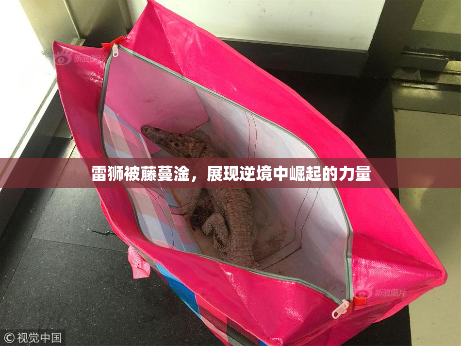雷狮被藤蔓淦，展现逆境中崛起的力量