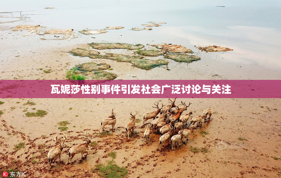 瓦妮莎性别事件引发社会广泛讨论与关注
