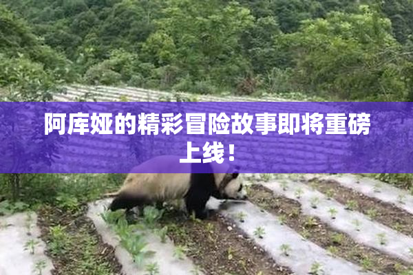 阿库娅的精彩冒险故事即将重磅上线！