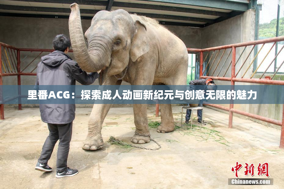 里番ACG：探索成人动画新纪元与创意无限的魅力