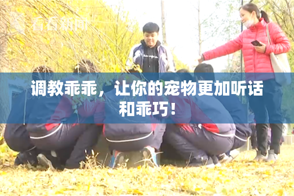 调教乖乖，让你的宠物更加听话和乖巧！