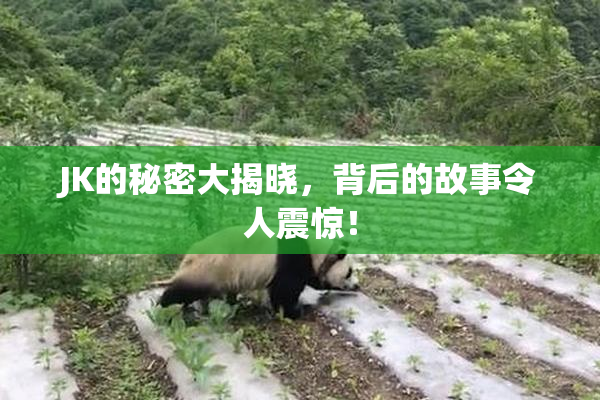 JK的秘密大揭晓，背后的故事令人震惊！
