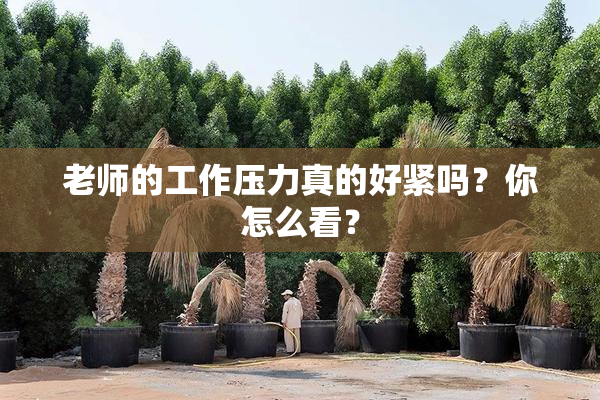 老师的工作压力真的好紧吗？你怎么看？