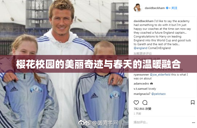 樱花校园的美丽奇迹与春天的温暖融合