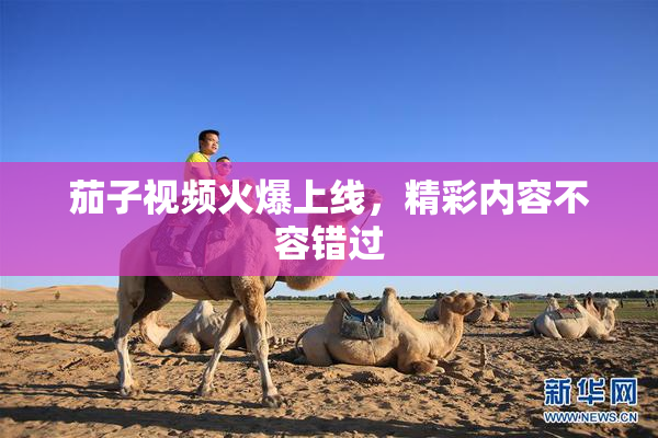 茄子视频火爆上线，精彩内容不容错过