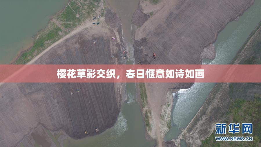 樱花草影交织，春日惬意如诗如画