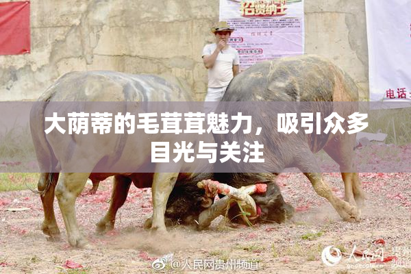 大荫蒂的毛茸茸魅力，吸引众多目光与关注