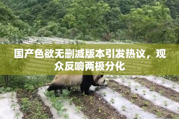 国产色欲无删减版本引发热议，观众反响两极分化