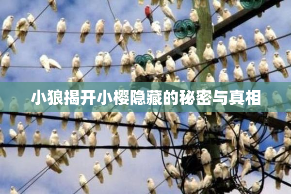 小狼揭开小樱隐藏的秘密与真相