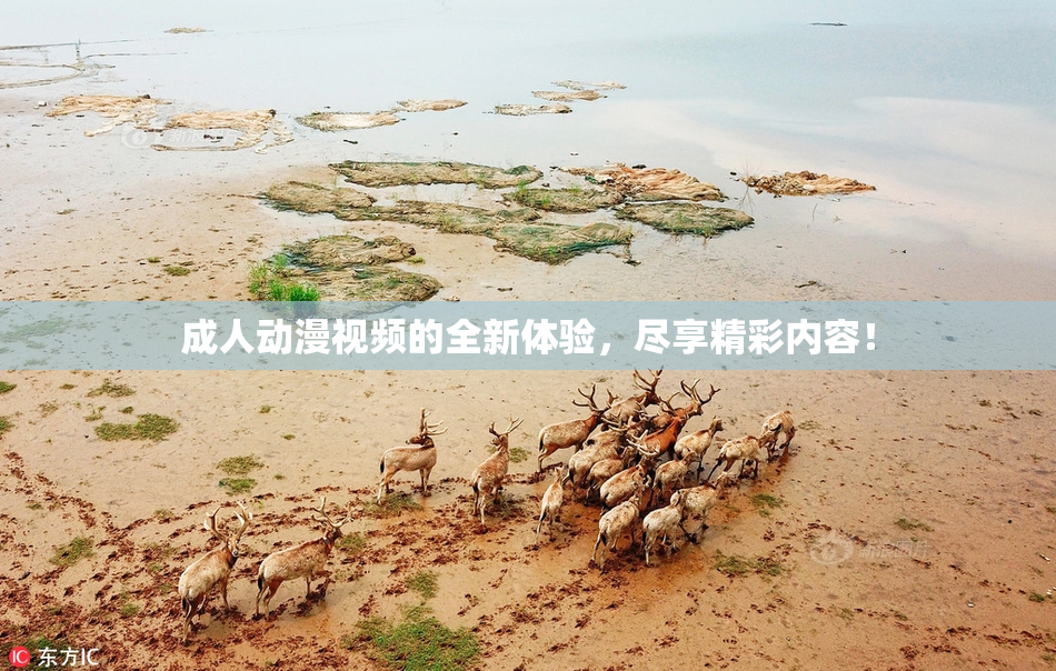 成人动漫视频的全新体验，尽享精彩内容！