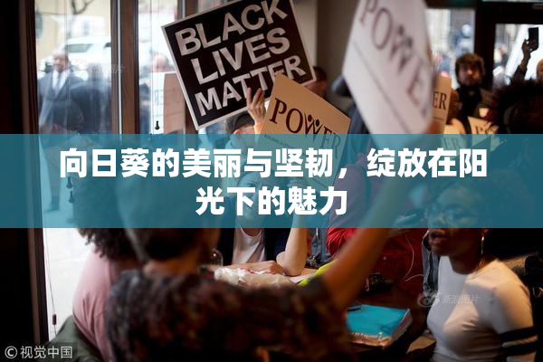 向日葵的美丽与坚韧，绽放在阳光下的魅力