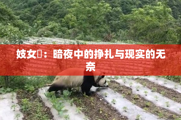 妓女梱：暗夜中的挣扎与现实的无奈