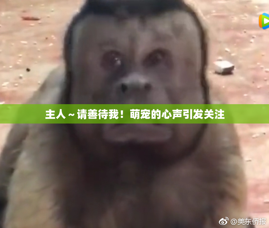 主人～请善待我！萌宠的心声引发关注