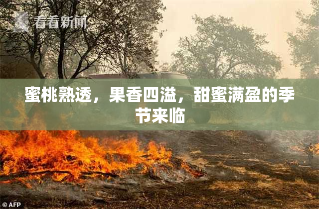 蜜桃熟透，果香四溢，甜蜜满盈的季节来临